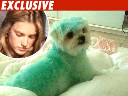 1006_alessandra_dog_ex-1