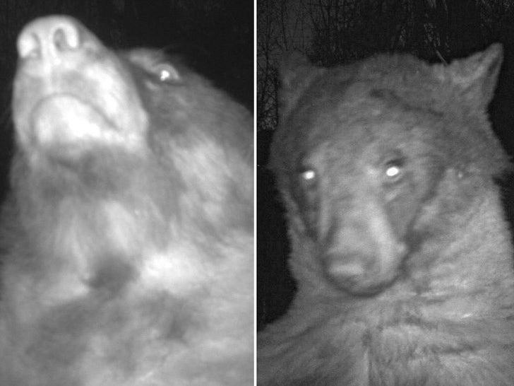 Boulder Bear Takes Trail Cam Selfies