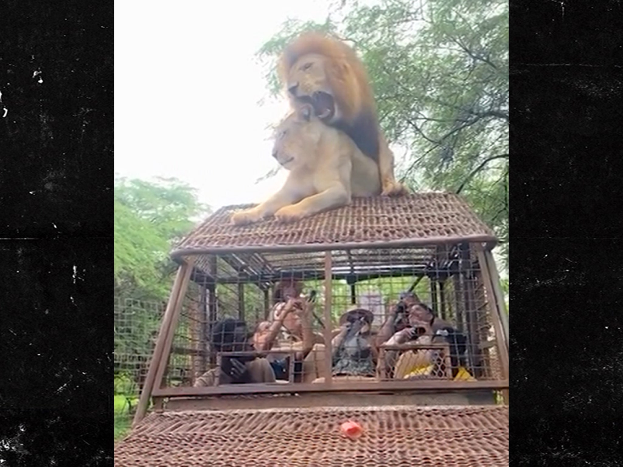 Lions Have Sex on Top of Safari Truck Full of People, Wild Video