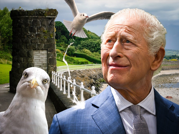 king charles seagull getty 1