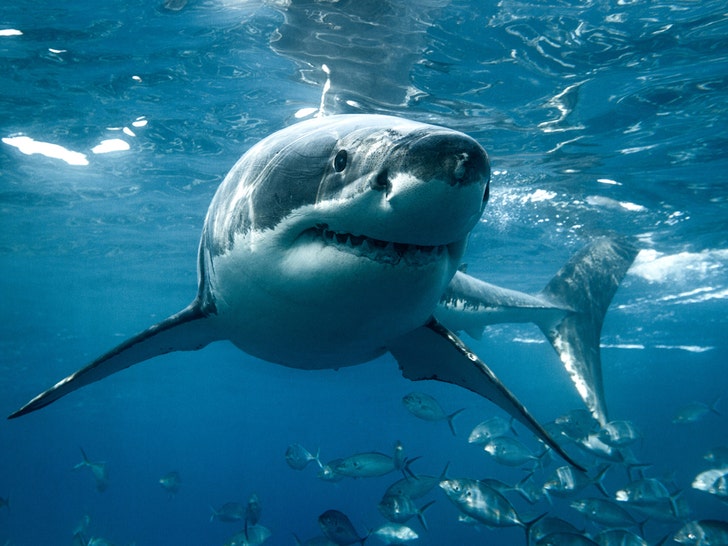 great white shark istock
