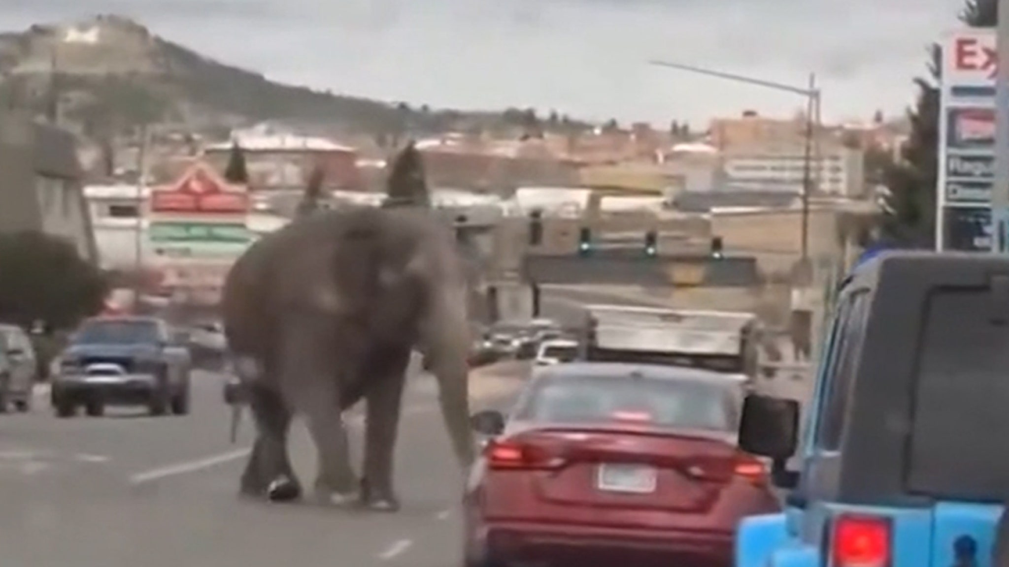Слон бродит по улицам Монтаны после побега из цирка