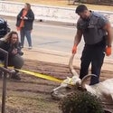 Four Hit With Criminal Charges After Dead Longhorn Found Near OSU Campus