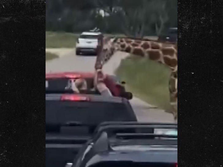 Giraffe snatches toddler at drive-thru safari in Texas