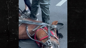 061726 nyc horse primary 3