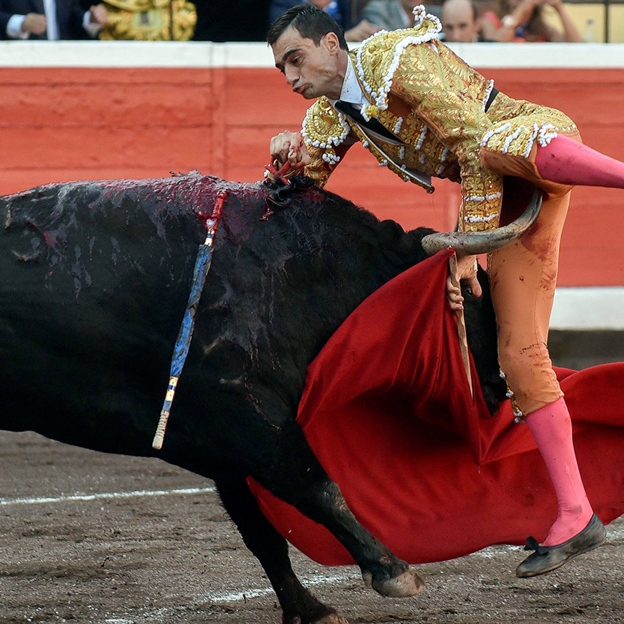 Matador bulge