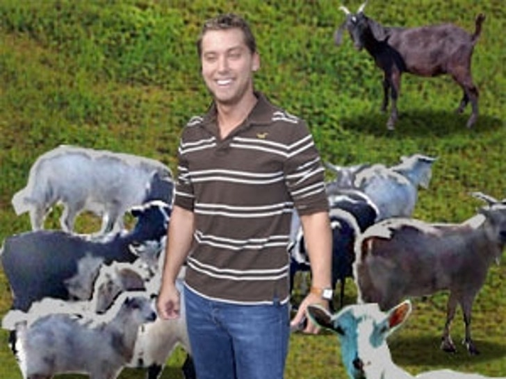 Lance Bass and Goats