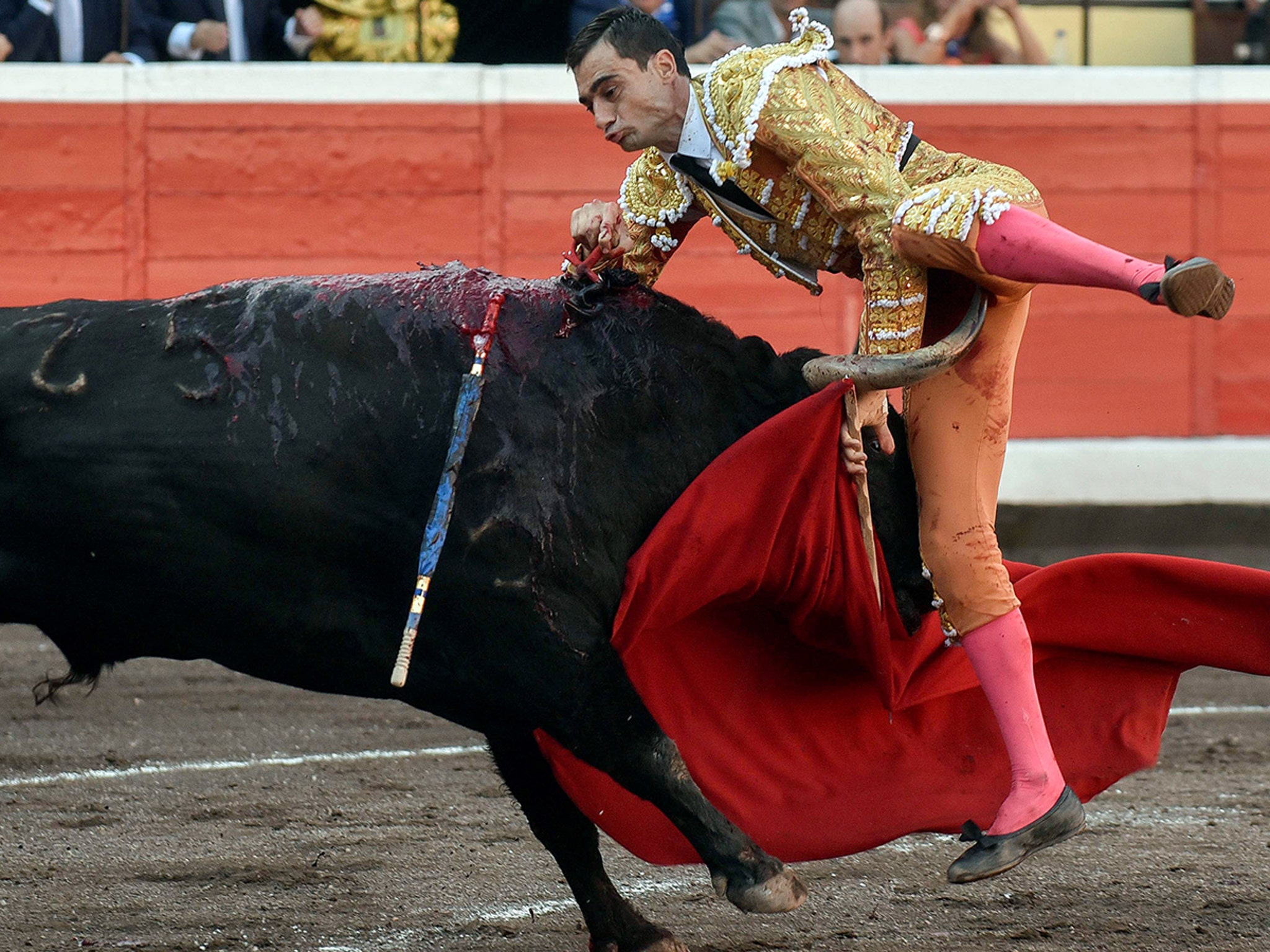 Bullfighter Gored In the Crotch In Spain