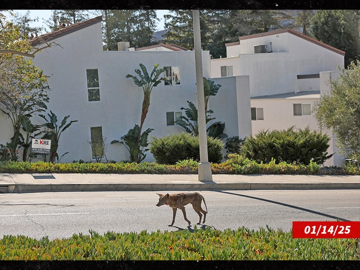 cachorro sozinho após incêndio paliçadas los angeles sub getty swipe