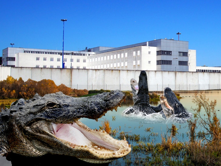 aligator alcatraz getty comp