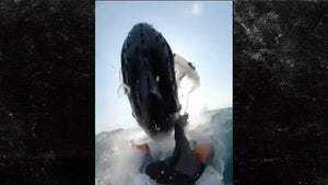 Australian Windsurfer Slams Into Massive Whale During Wild Ocean Ride