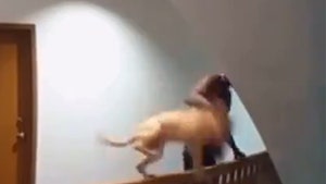 L.A. Man Arrested For Animal Cruelty After Dropping Puppy Down Stairwell