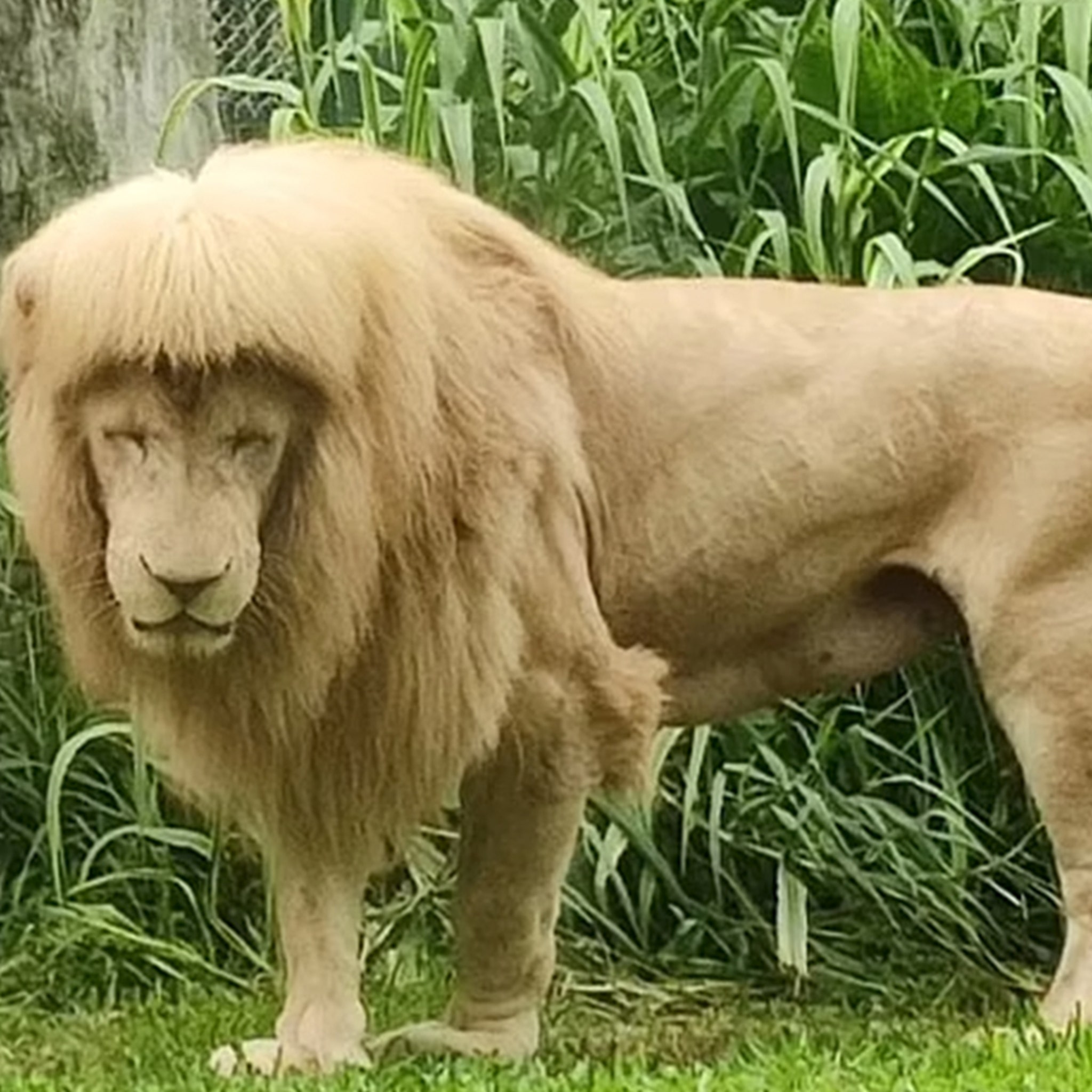 Lion with Mullet Causes Uproar in China, Zoo Denies Giving Botched Haircut