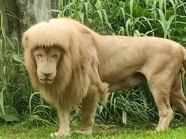 Lion with Mullet Causes Uproar in China, Zoo Denies Giving Botched Haircut.jpg