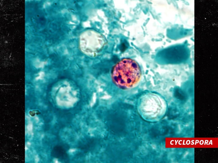 Cyclospora getty