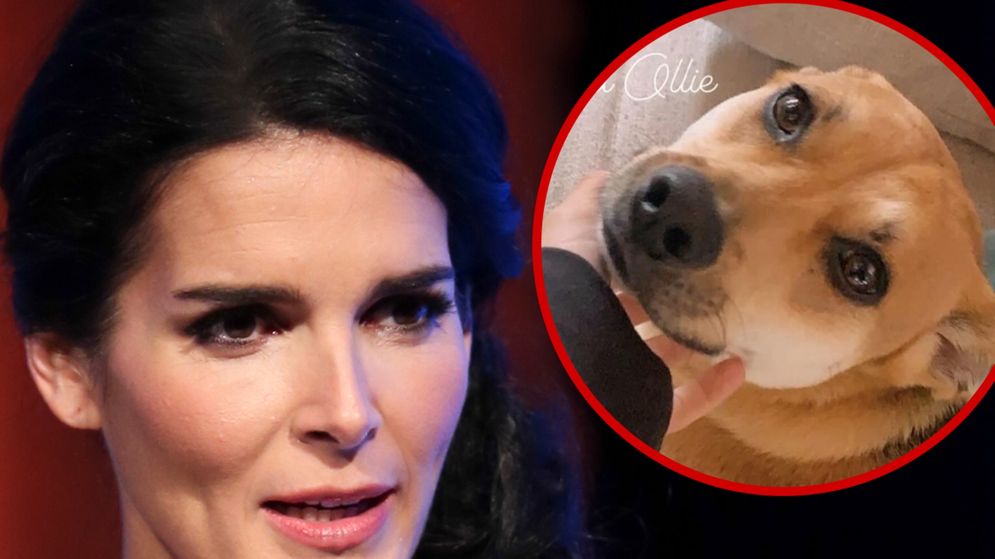 Angie Harmon's family dog ​​shot and killed by delivery man