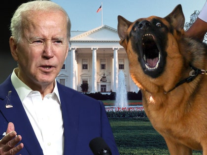 joe biden dog white house getty 2