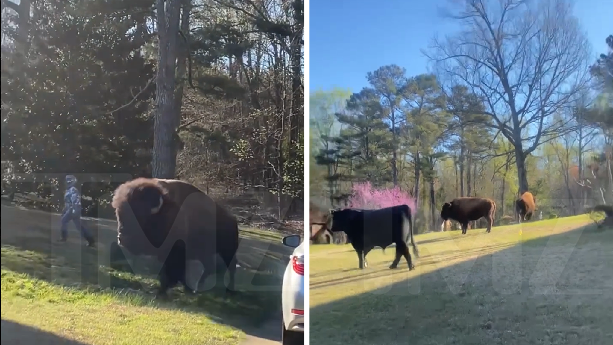 Rick Ross’ Buffaloes Are Roaming and Pissing Off His Neighbor