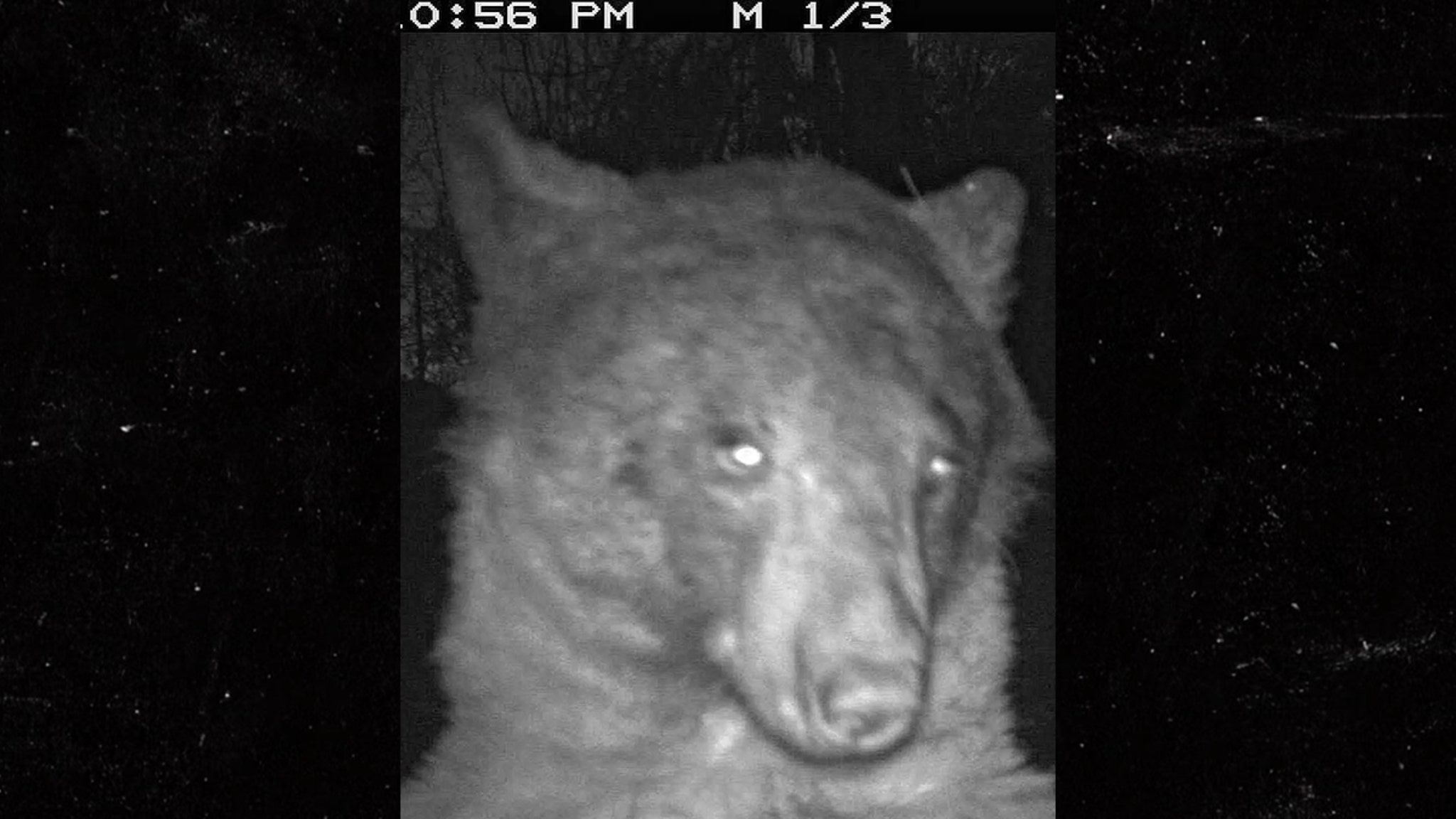 Colorado Bear Takes 400 Selfies On Trail Camera thumbnail