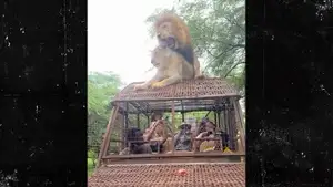 Dos leones tienen sexo encima de un safari lleno de gente, todo en video