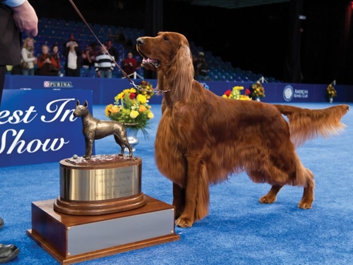 Best in Show Winners at National Dog Show Presented by Purina