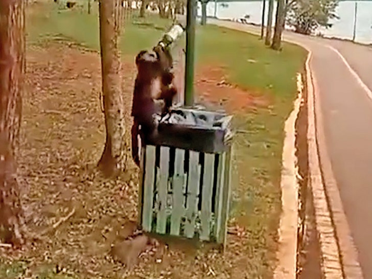 macaco bebendo cerveja notícia 2