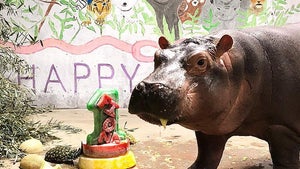 Fiona the Hippo Makes it to Her First Birthday