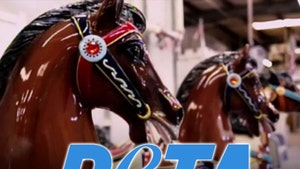 peta ksn horses