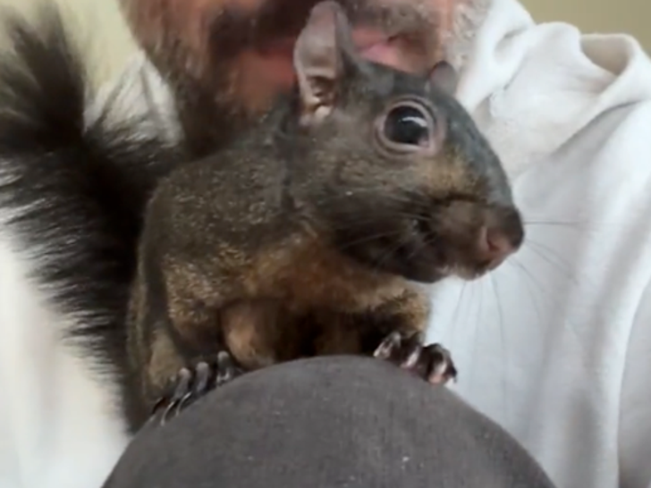 Remembering Peanut the Squirrel