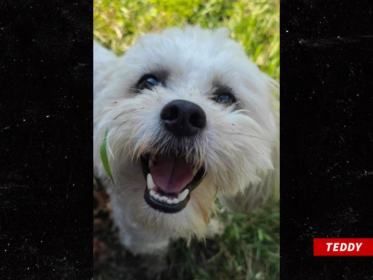 Blind & Deaf Dog Killed By Officer for No Reason, Sparks Outrage