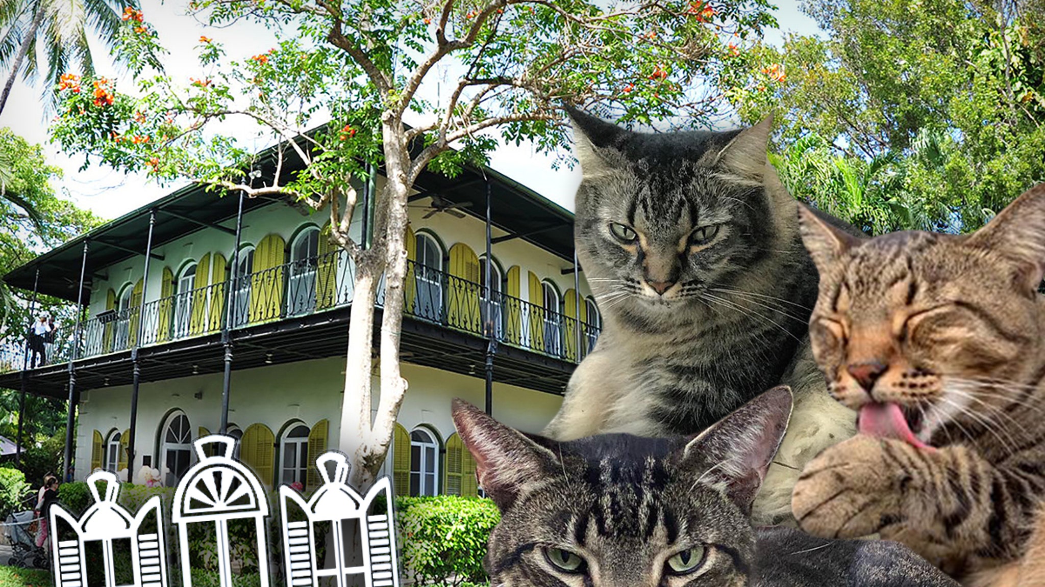 59 кошек пережили ураган Ян в доме Эрнеста Хемингуэя во Флориде