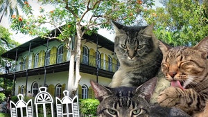 59 Cats Survive Hurricane Ian at Ernest Hemingway House in Florida