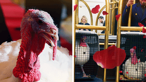 112525_white_house_turkey_primary