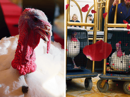 112525_white_house_turkey_primary