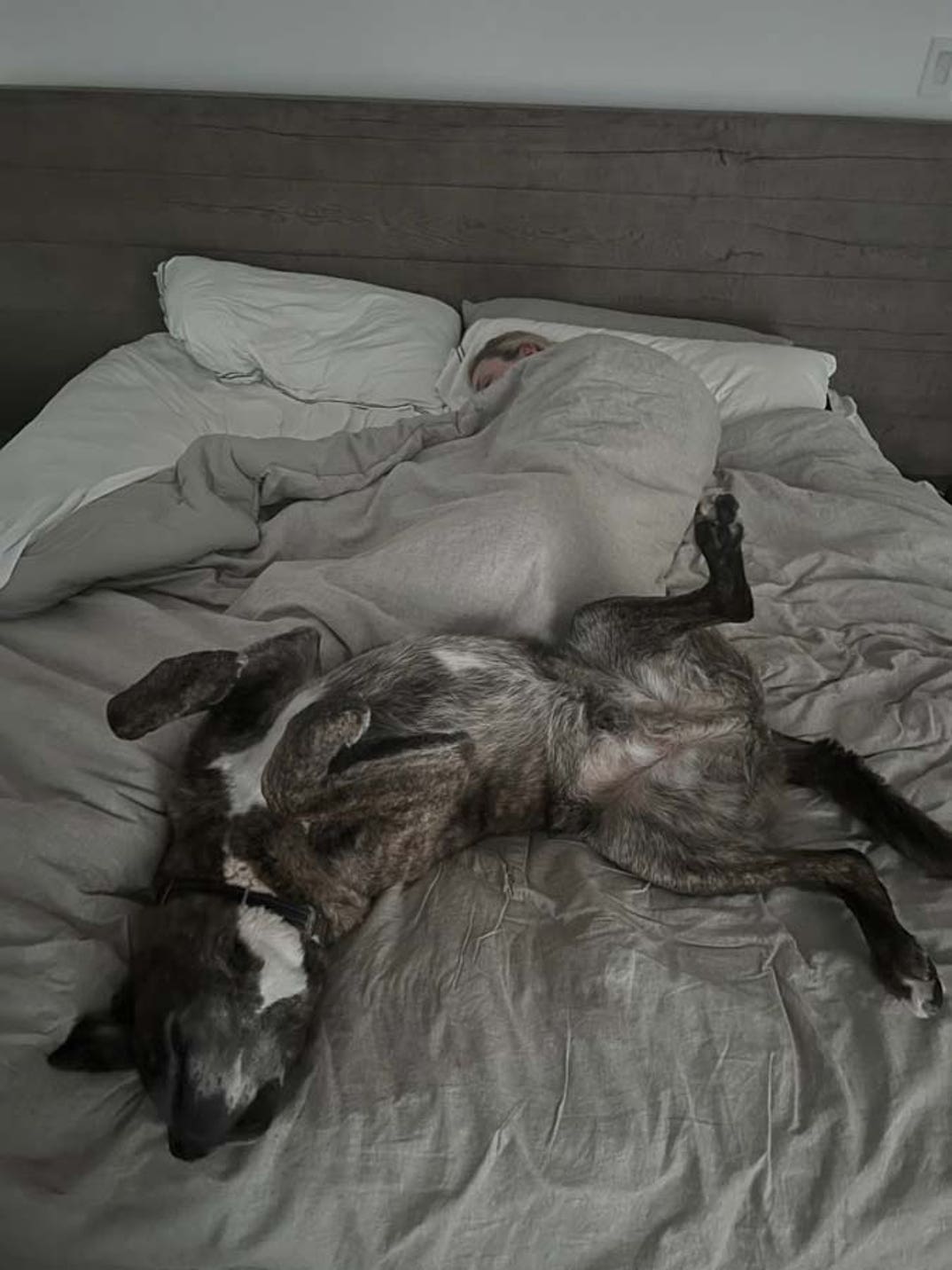Lindsey Vonn dog