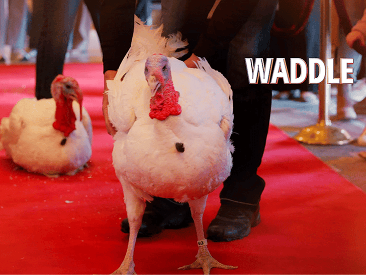 112525_white_house_turkey_waddle_primary