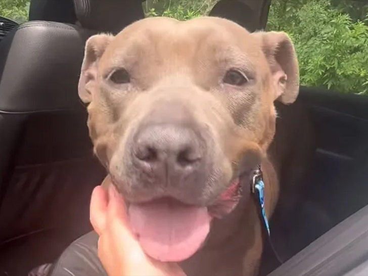 louise the dog insta 1