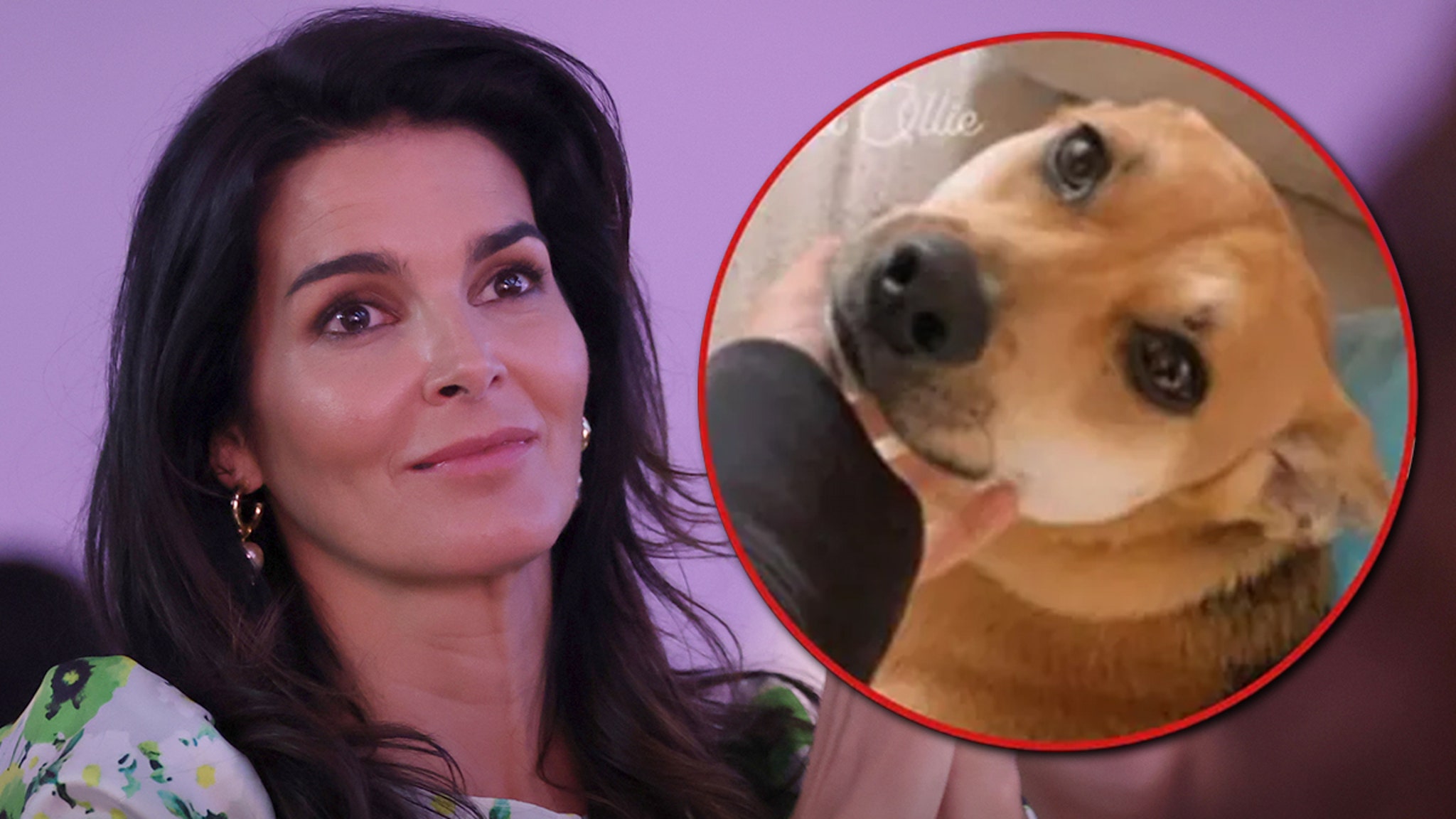 Actress Angie Harmon Sues Instacart and Delivery Driver After Her Dog is Shot and Killed on Her Property