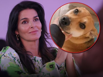 angie harmon and dog