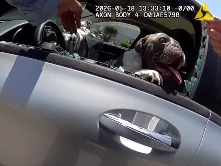 dog-hot-car-2-08-21-2026