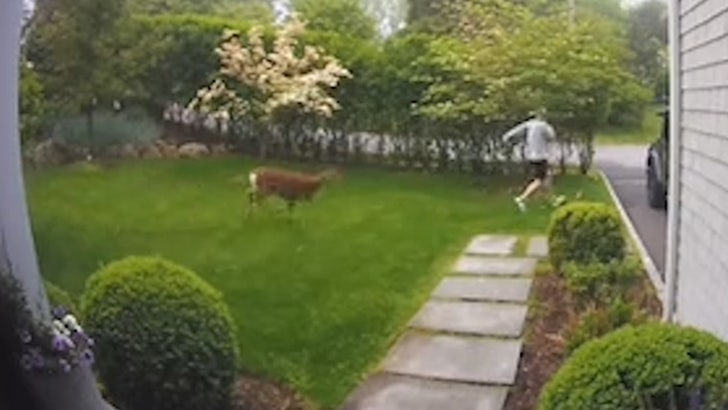 Mama Deer Chases Down Man Who Accidentally Stepped on Her Baby.jpg
