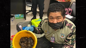 More Than 100 Animals Found Alive in Luggage at Thai Airport