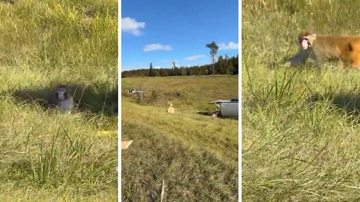 monkeys-kal-10-29-2025