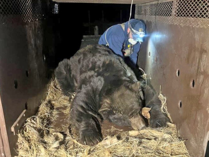 525lb Bear Found Under Evacuated House in Altadena