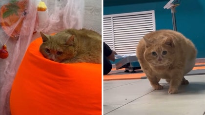 121724_crumbs_the_cat_kal