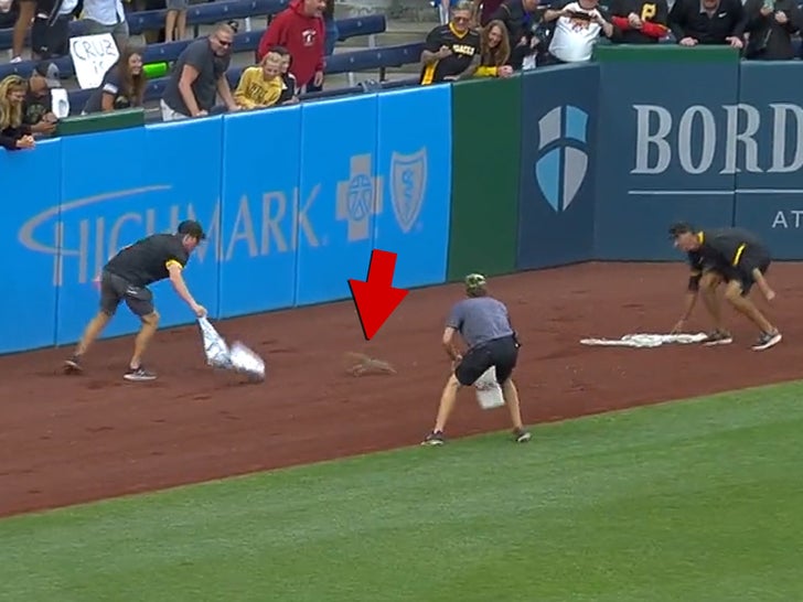 Pirates Staffers Comically Attempt To Corral Loose Squirrel On Field During Game