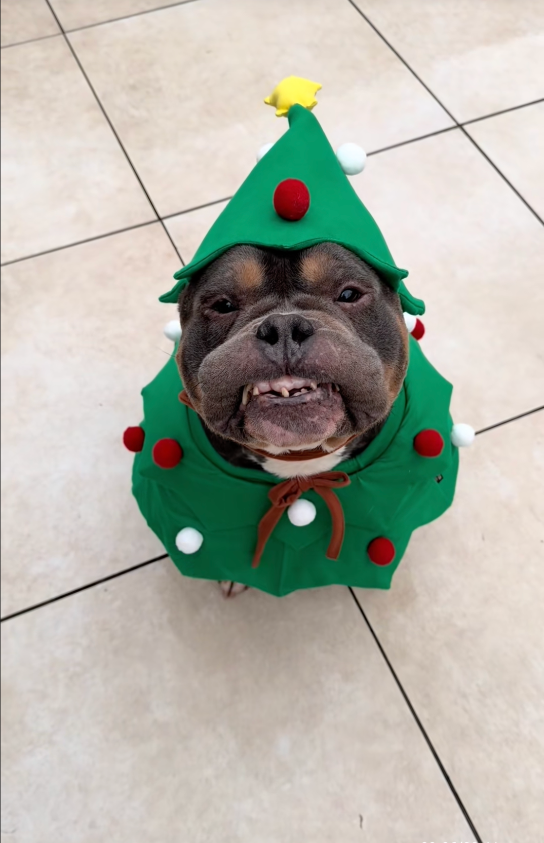 Screenshot 2025-12-25 at 5.38.58 AM