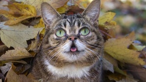 Celebrity Cat Lil Bub Dead at 8