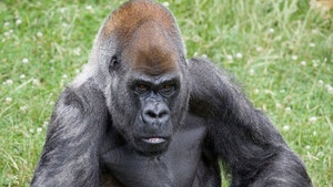 World's Oldest Male Gorilla, Ozzie, Dead at 61
