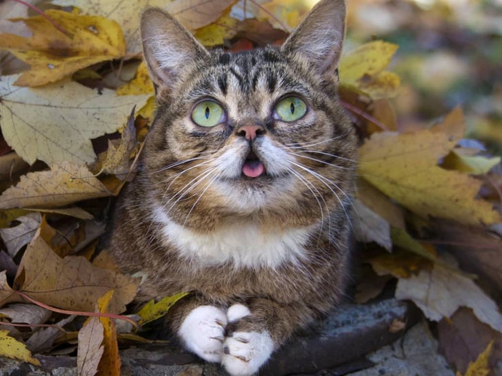 lil bub pillow